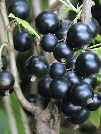 Смородина черная Соловьиная ночь