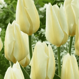 Тюльпан пестролистный Purissima Design