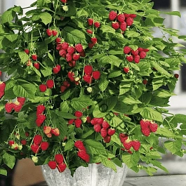 Малина BonBonBerry