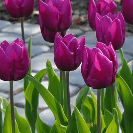 Тюльпан ранний Purple Prince