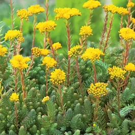 Очиток отогнутый Green Forest