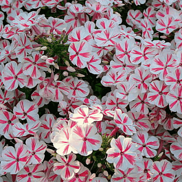 Флокс метельчатый Twister