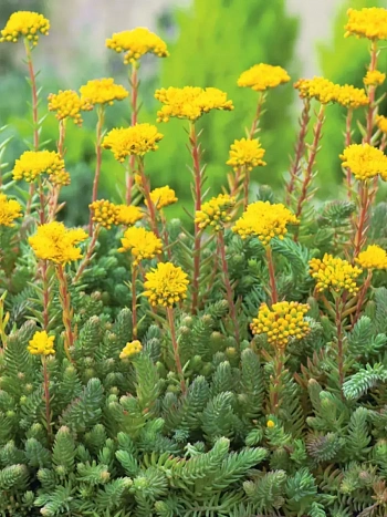 Очиток отогнутый Green Forest