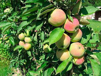 Яблоня колоновидная Сенатор