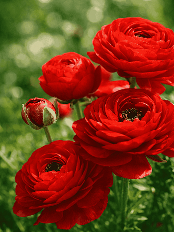 Лютик Азиатский  Red