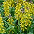 Мускари Golden Fragrance