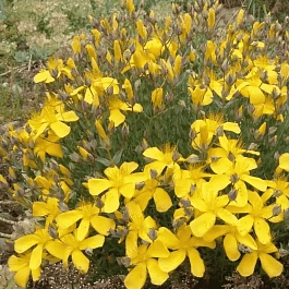 Зверобой многолистный