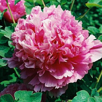 Пион древовидный Блю Чиф