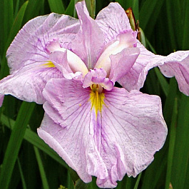 Ирис японский Момогасуми