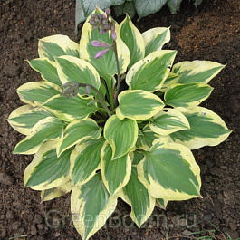 Хоста гибридная Остин Дикинсон