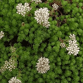 Очиток лидийский