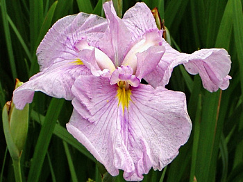 Ирис японский Момогасуми