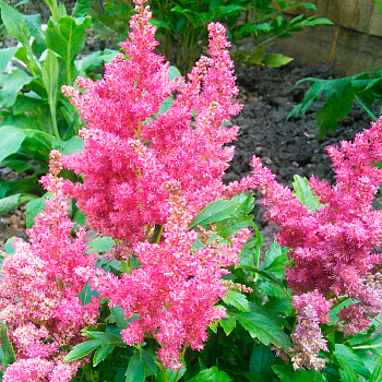 Астильба гибридная Файрберри НАБОР 2ШТ (1+1)