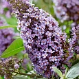 Буддлея давида   Butterfly Candy® Lila Sweetheart