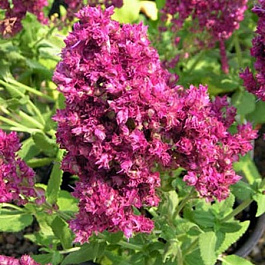 Сальвия дубравная Плюмоза