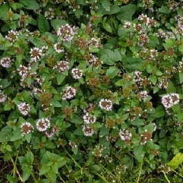 Мята водная Марокканиш Минце