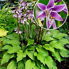 Хоста гибридная Пёпл Сенсейшн