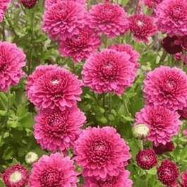 Хризантема корейская Лелия