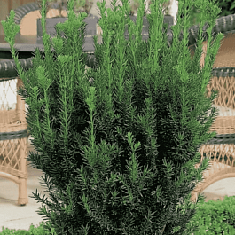 Тис средний Hillii