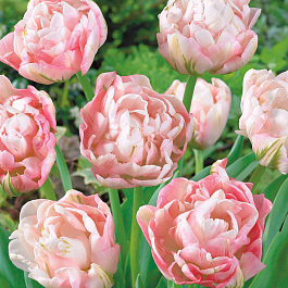 Тюльпан махровый поздний Анжелика