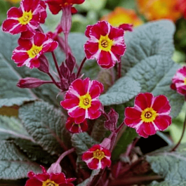 Примула гибридная Dark Rosaleen