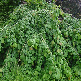 Лещина (Орешник) Pendula на штамбе