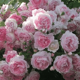 Роза Плетистая Jasmina