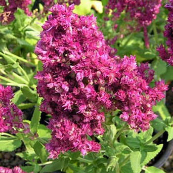 Сальвия дубравная Плюмоза