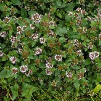 Мята водная Марокканиш Минце