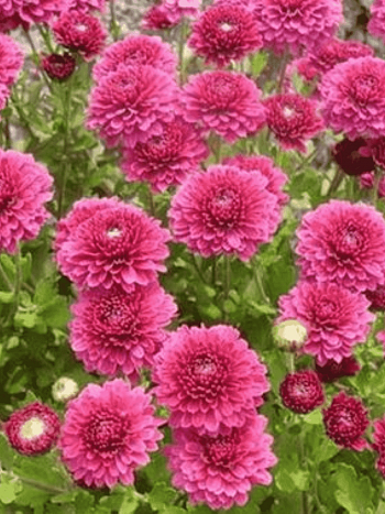 Хризантема корейская Лелия