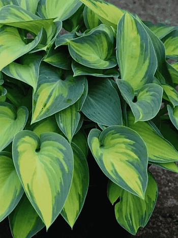 Хоста Smash Hit