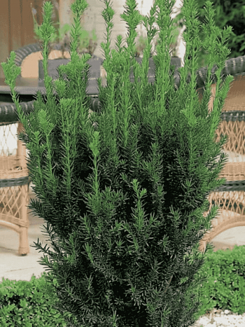 Тис средний Hillii