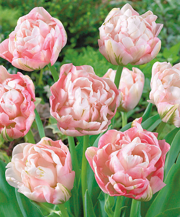 Тюльпан махровый поздний Анжелика