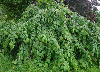 Лещина (Орешник) Pendula на штамбе