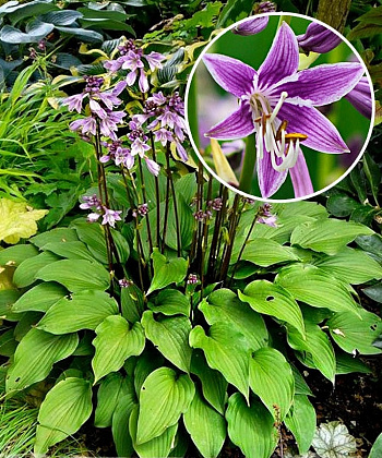 Хоста гибридная Пёпл Сенсейшн Хоста гибридная Пёпл Сенсейшн