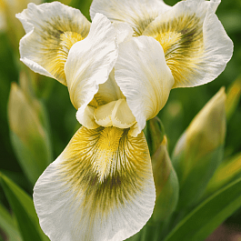 Ирис Louisiana Breeders Mix