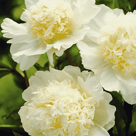 Пион Молочноцветковый Charlies White