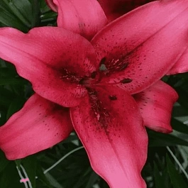 Лилия November Rain