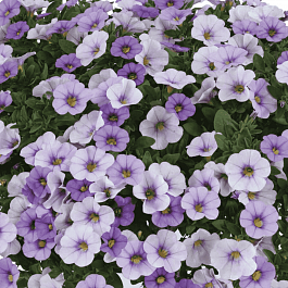 Калибрахоа Ombre Blue