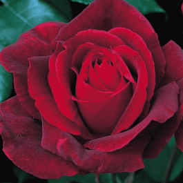 Роза чайно-гибридная Mister Lincoln