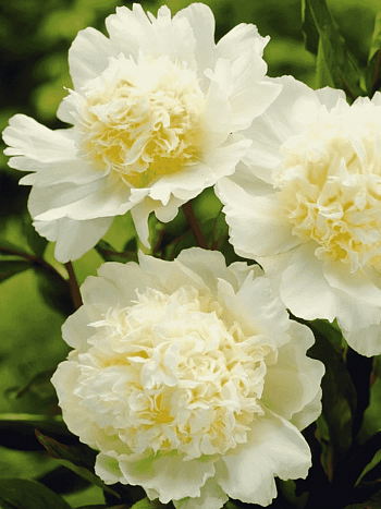 Пион Молочноцветковый Charlies White