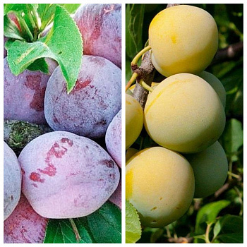 Дерево-сад (3-4х летка) слива 2 сорта Этюд-Ренклод колхозный