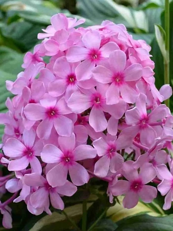 Флокс метельчатый Гуттиэре