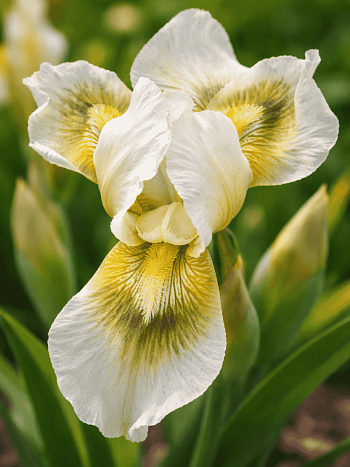 Ирис Louisiana Breeders Mix