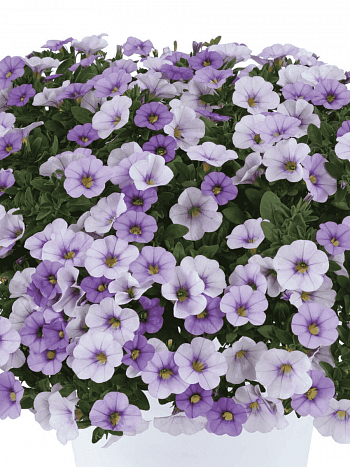 Калибрахоа Ombre Blue