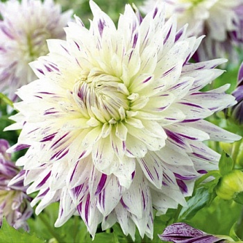 Георгина махровая Akita's Striped