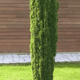 Тис ягодный Fastigiata