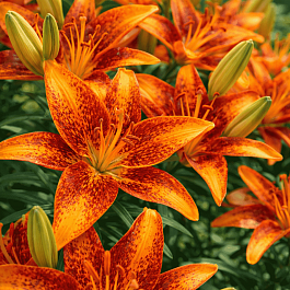 Лилия Tiny Orange Sensation