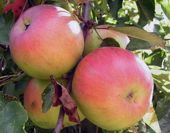 Яблоня Заславское