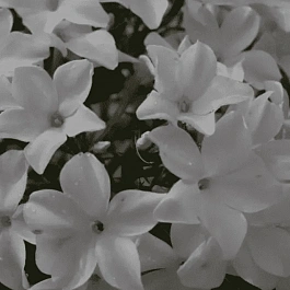 Флокс метельчатый Царевна лебедь